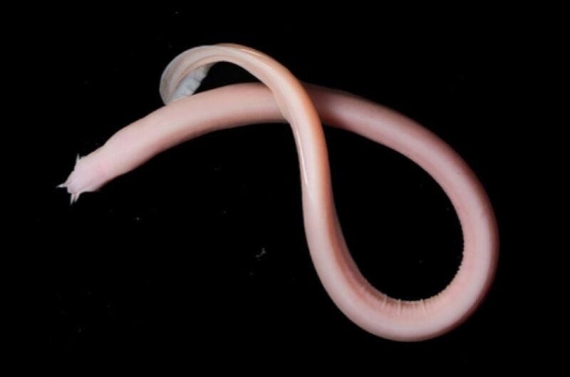 A recently discovered species: the Galapagos Ghost Hagfish (Myxine phantasma).