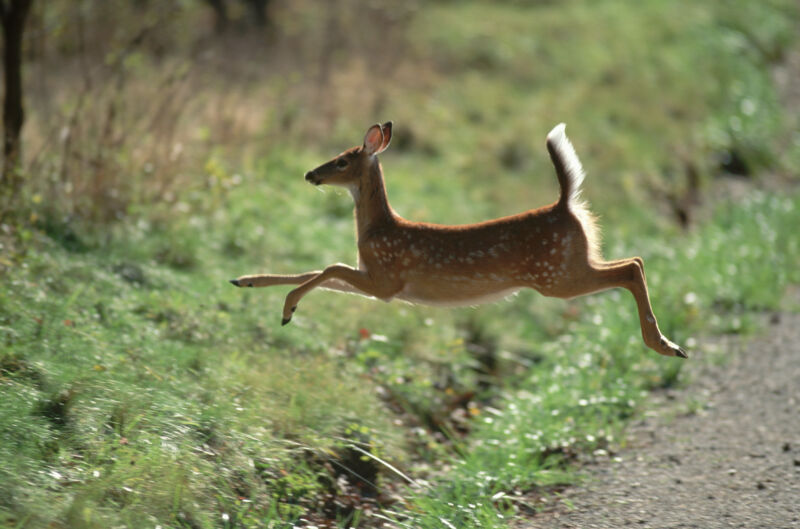 Image of young deer leaping a roadside gulley.