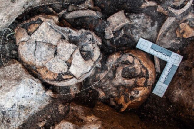 The skull was excavated at the El Pendón site in Reinoso, Burgos, Spain in 2018.