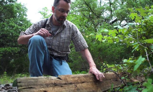 Edward LeBrun collects tawny crazy ants at a field site in central Texas.