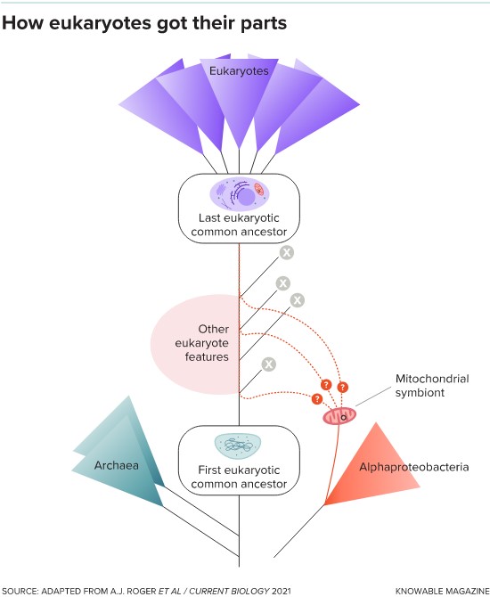 Eukaryotes arose from primitive cells known as archaea that eventually acquired complex traits such as internal, membrane-bounded structures called organelles—but the exact sequence of events is poorly understood, and many species presumed to be intermediate stages (X) are now extinct. In particular, scientists are still debating whether the ancient symbiosis that led to mitochondria occurred early in the process—suggesting that it was a key trigger—or was a later refinement.