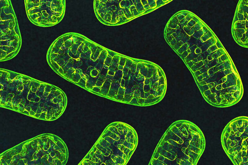 A cartoon image of mitochondria as green, oblong shapes on a black background.