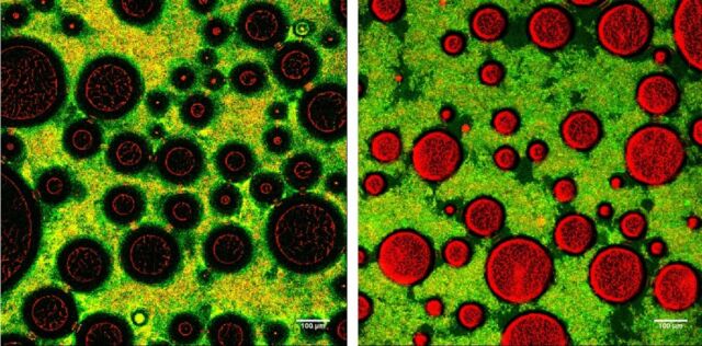 Microscopic images of soft (left) and stiff (right) foam. The green/yellow areas are networks of bacteria and milk protein. 