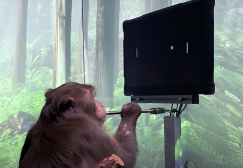 Pager, a nine-year-old Macaque, plays MindPong with his Neuralink.