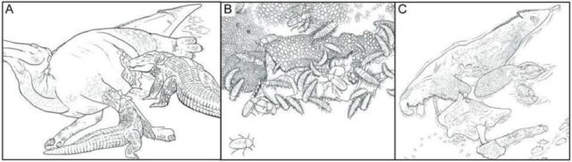 Proposed soft tissue preservational pathway based on the studied specimen.