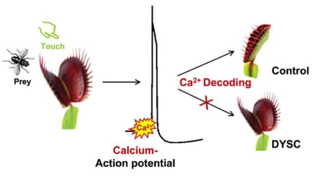 Stimulation of the Venus flytrap by touch triggers electrical signals and calcium waves. The calcium signature is decoded; this causes the trap to shut quickly. But the DYSC mutant has lost the ability to read and decode the calcium signature correctly.