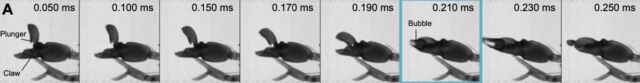 A high-speed image sequence of a juvenile snapping shrimp strike.