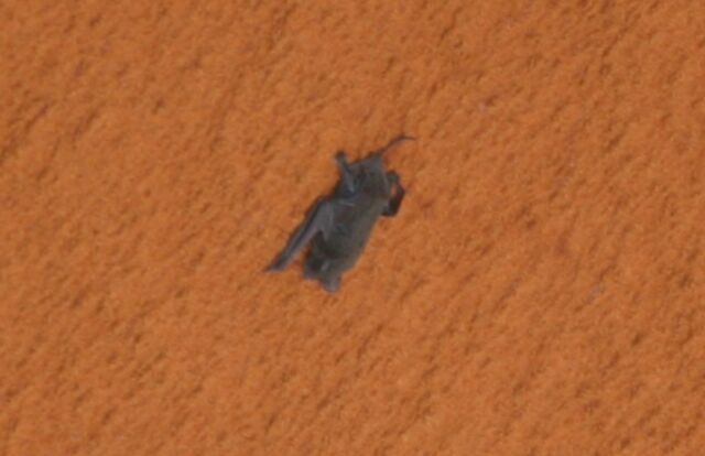 It's Space Bat! This free tail bat was hanging on to Space Shuttle Discovery as the countdown proceeded for the launch of STS-119 in 2009.