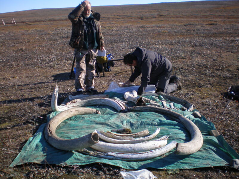 Image of two people standing next to a tarp covered in tusks.