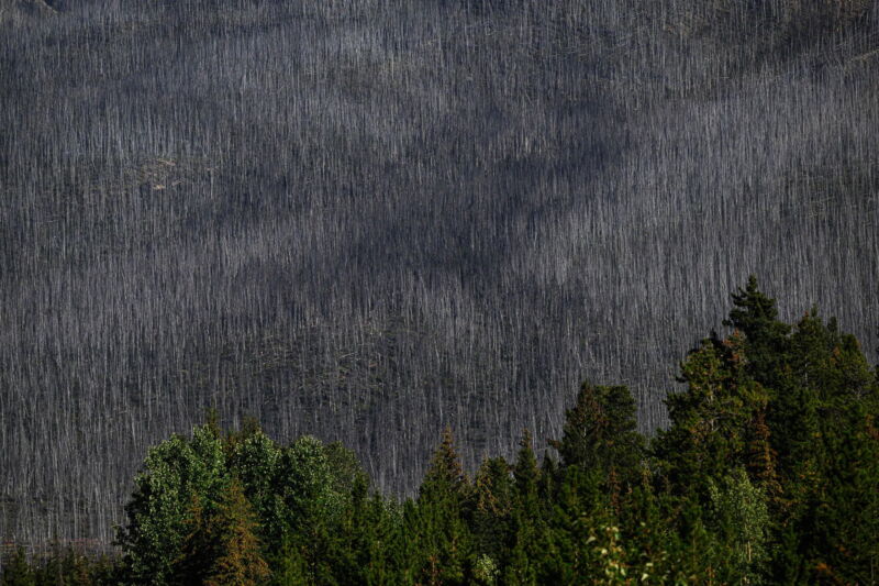 PIcture of forest with lots of dead trees