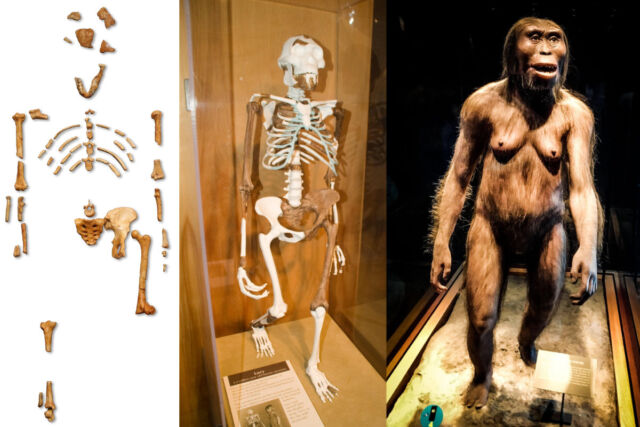 (left) Reconstruction of the fossil skeleton of "Lucy." (center) Lucy skeleton reconstruction at the Cleveland Museum of Natural History. (right) Reconstruction of Lucy at the National Museum of Anthropology in Mexico.