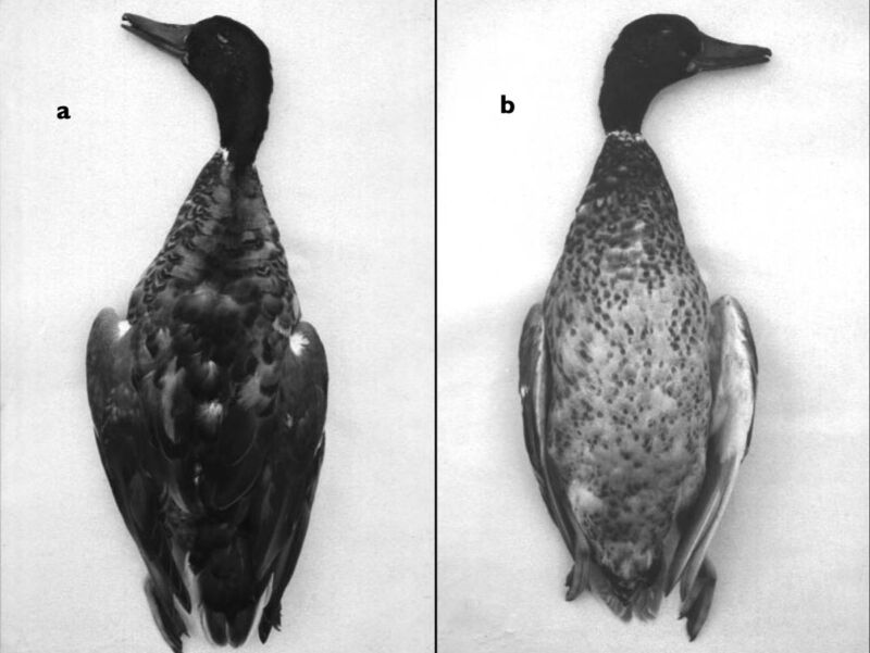 close-up views of dead duck specimen