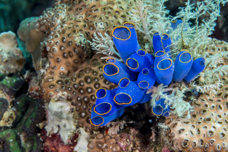 image of an undersea habitat, focused on a colony of blue, tube-shaped organisms.