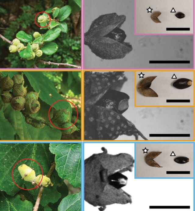 Three species of witch hazel fruits, shown (a) on the plants and (b) in the process of splitting open to shoot out their seeds.