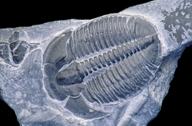 Image of a grey rock containing a fossilized trilobite.