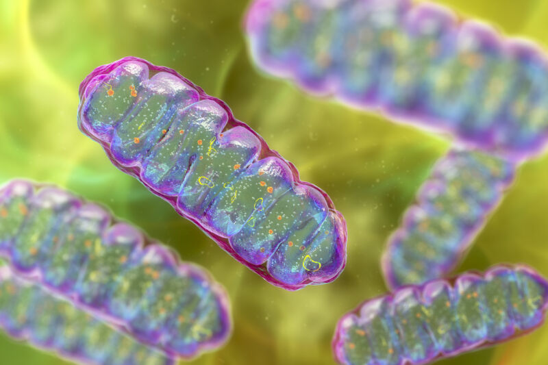 Computer illustration of mitochondria, membrane-enclosed cellular organelles that produce energy