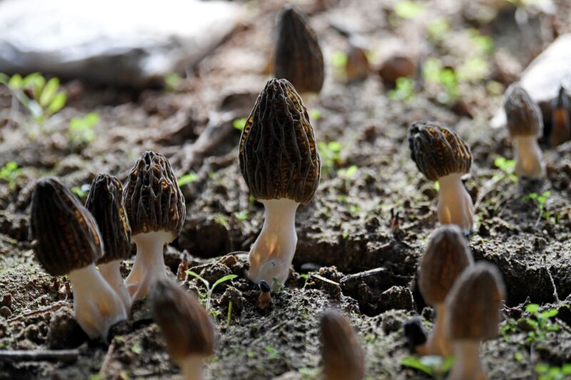Mature morel mushrooms in a greenhouse at an agriculture garden in Zhenbeibu Town of Xixia District of Yinchuan, northwest China's Ningxia Hui Autonomous Region. 