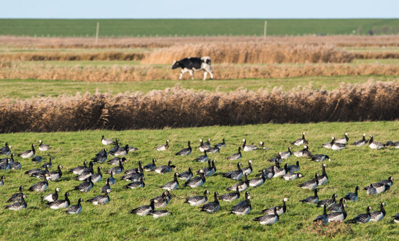 Concern grows as bird flu spreads further in US cows: 32 herds in 8 states