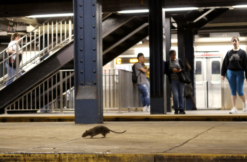A rat looks for food while on a subway platform at the Columbus Circle - 59th Street station on May 8, 2023, in New York City.