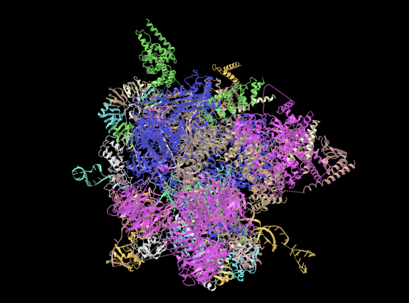 Colored ribbons that represent the molecular structure of a large collection of proteins and RNAs.