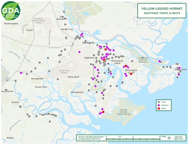 In response to the arrival of the yellow-legged hornet, the Georgia Department of Agriculture has placed hundreds of traps to monitor the insects’ spread near Savannah. This map shows the locations of those traps (gray dots), sightings of the hornet (pink dots) and five nests (red squares) as of December 15, 2023.