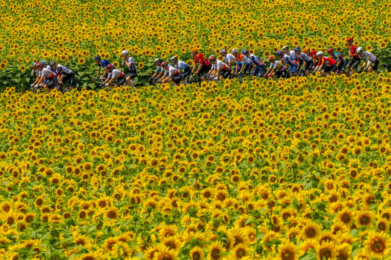 The peloton passing through a sunflowers field during the stage eight of the 110th Tour de France in 2023.
