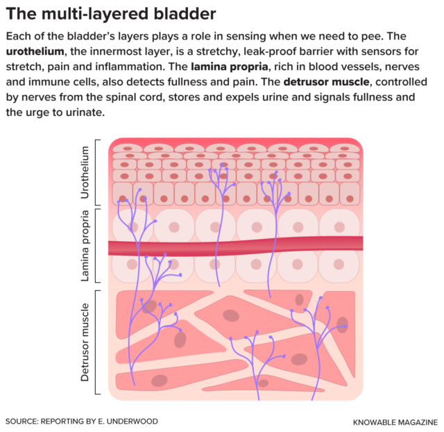 It’s not just sensory neurons (purple) that can detect stretch, pressure, pain and other sensations in the bladder. Other types of cells, like the umbrella-shaped cells that form the urothelium’s barrier against urine, can also sense and respond to mechanical forces — for example, by releasing chemical signaling molecules such as adenosine triphosphate (ATP) as the organ expands to fill with urine.