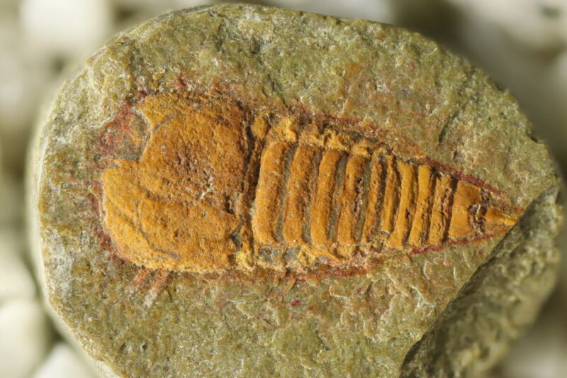 Image of a brown fossil with a large head and many body segments, embedded in a grey-green rock.