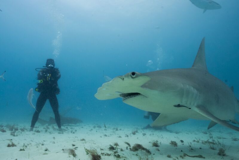 Man in scuba gear on ocean floor standing next to giant hammerhead shark
