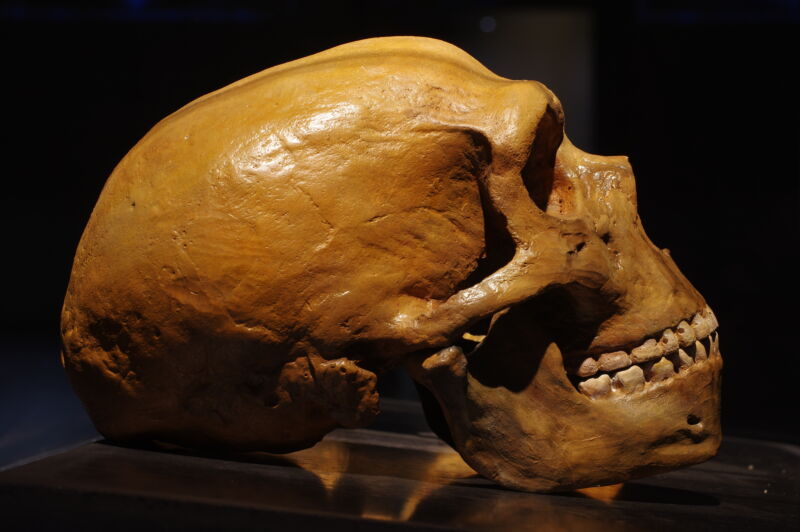 A large, brown-colored skull seen in profile against a black background.