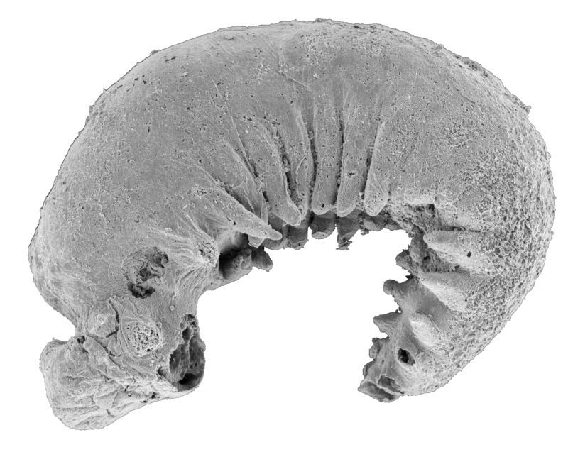 Image of a small grey object, curved around its abdomen, with a series of small appendages on the bottom.