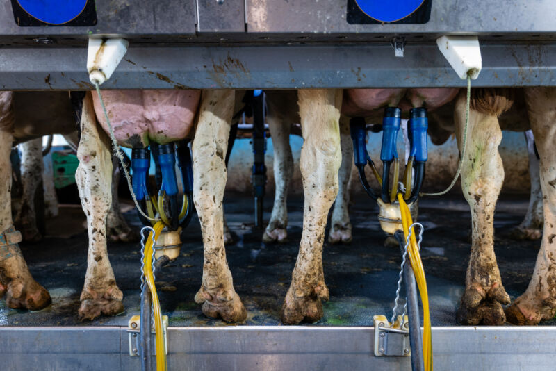 Cows being milked in Wisconsin on May 8, 2024.