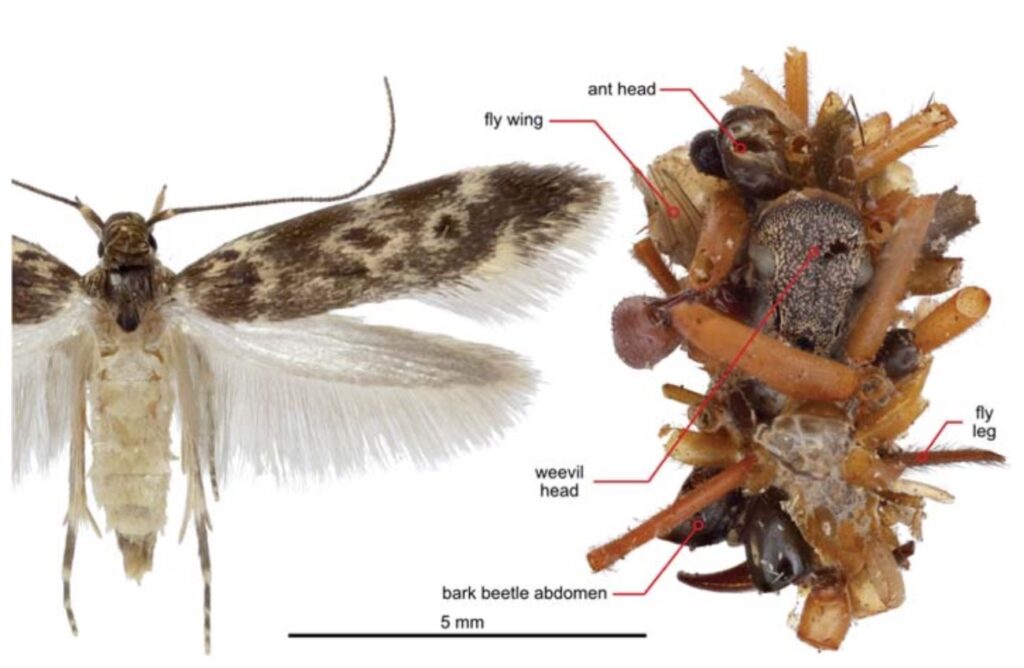 Pinned adult female (left) of the bone collector caterpillar and portable case (right) in which the larva resides decorated with body parts from ants, bark beetles, weevils, and flies.