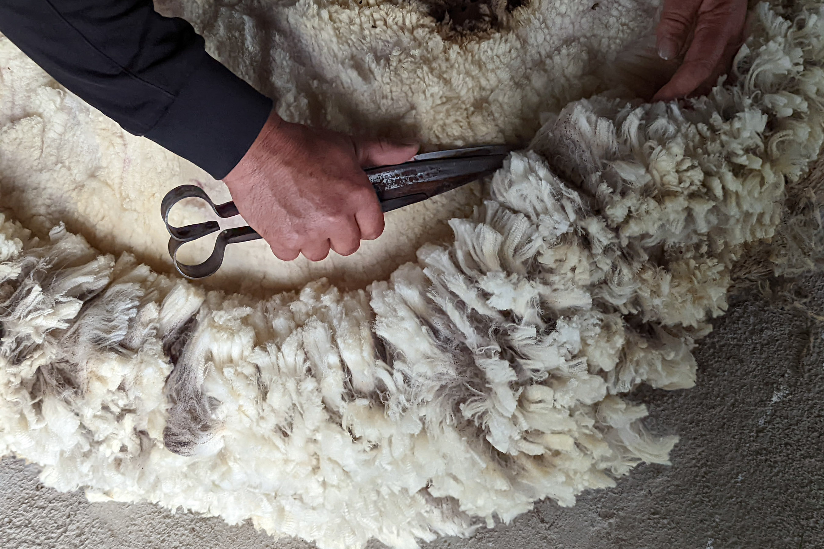 For its raw wool, Tumar does business with approximately 1,500 small, family owned farms (think a few dozen sheep each) across Kyrgyzstan. At this end of the supply chain, the technology may be even more rudimentary.