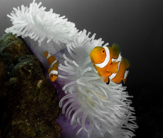 two clownfish swimming around a white anemone against a black background