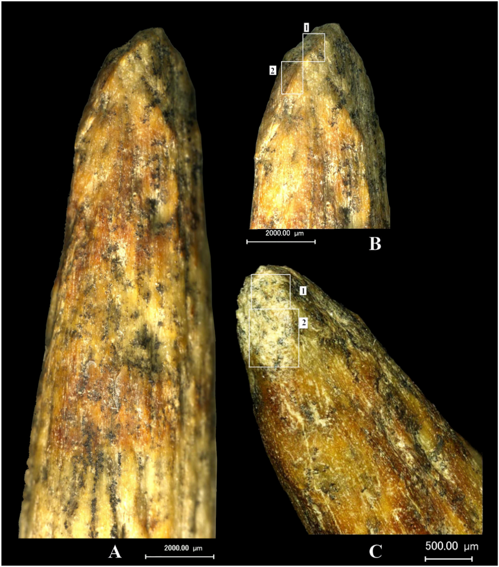 photo of the tip of a bone spear on a black background