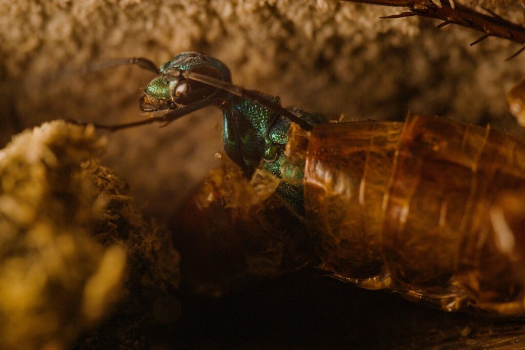 An emerald jewel wasp emerges from a cockroach.