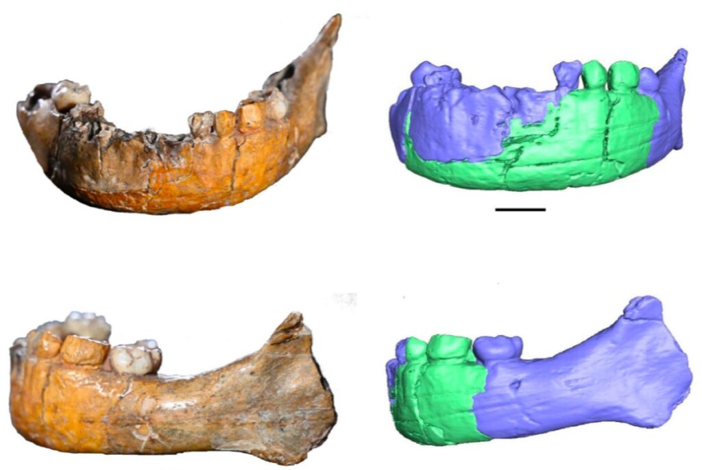 he original mandible of Skhu ¯ l I and the CT scan-based images in anterior and left lateral view. In blue, the bone; in green; reconstruction