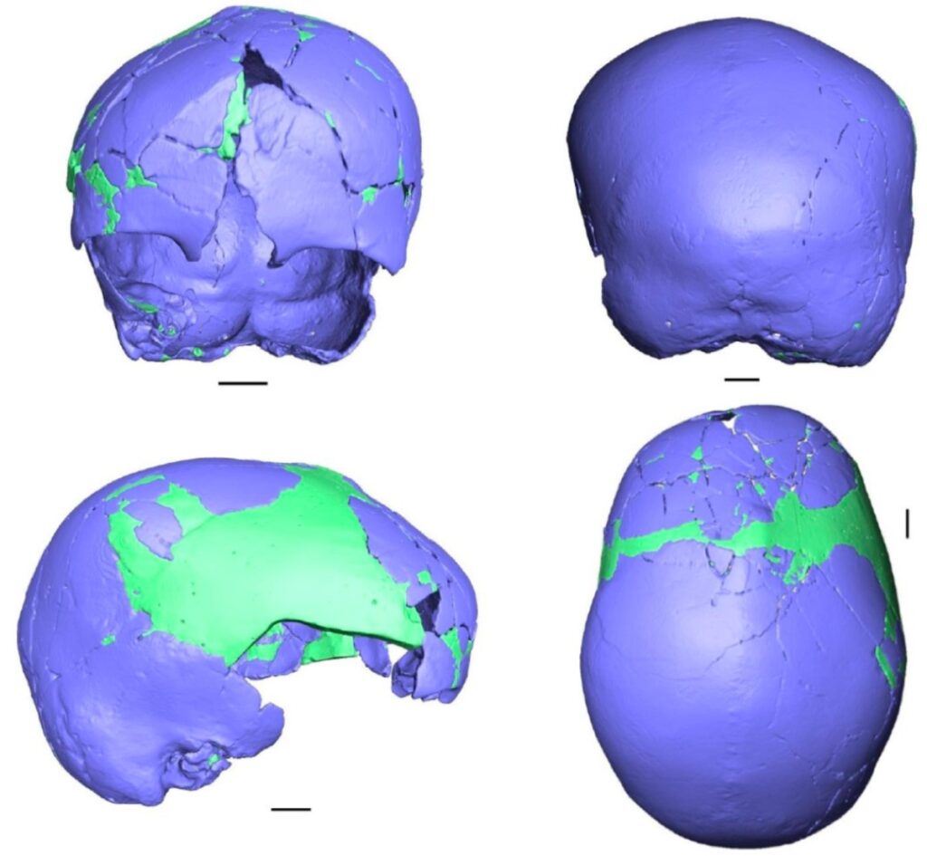 Images, based on CT scan, of Skhu ¯ l I neurocranium. blue denote bone, green denote filling