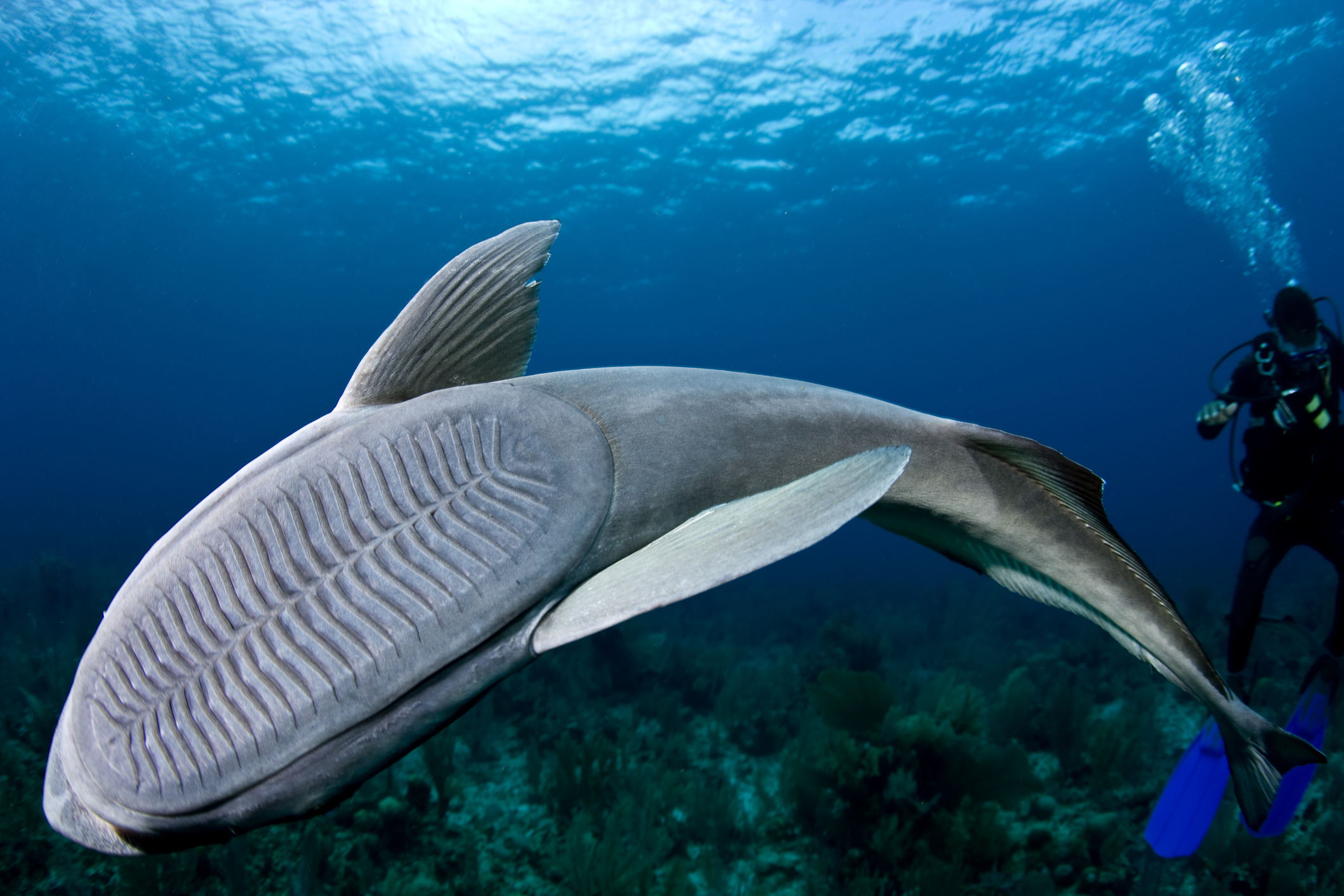 a close up of a fish, showing its head covered by an oval-shaped pad that has lots of transverse ridges.
