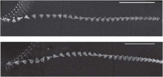 Chronophotographies of shuttlecocks after an impact with a racket
