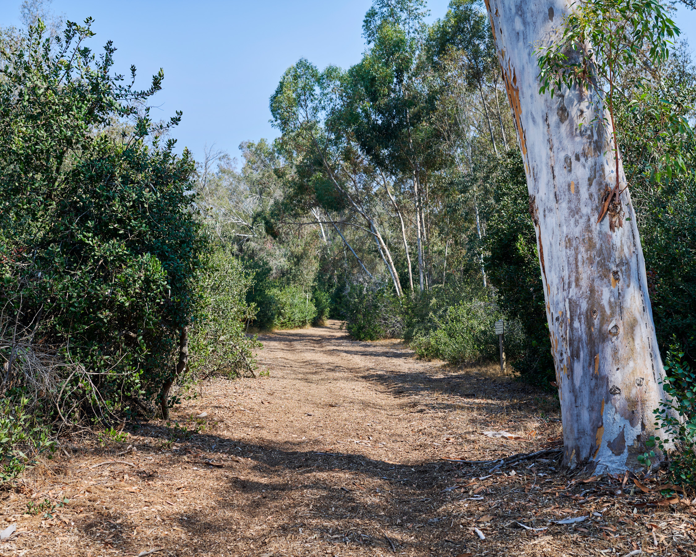 A trail cuts through trees and bushes.
