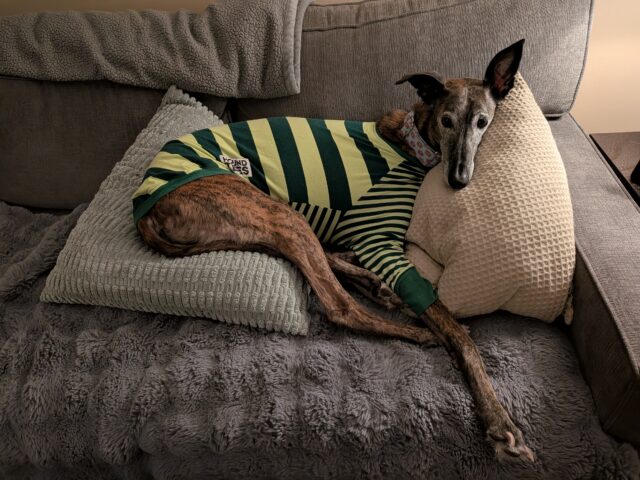 Pixel 10a primary camera dog on couch